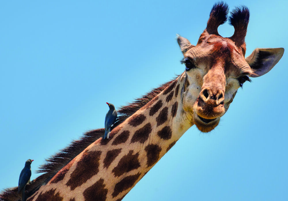 Nicht immer ist die Symbiose so offensichtlich: Hier suchen Madenhacker das Fell der Giraffe nach Parasiten ab. Ein Muster, das auch bei der Herstellung von Mikrobiom-Kosmetik genutzt wird – im weitesten Sinn